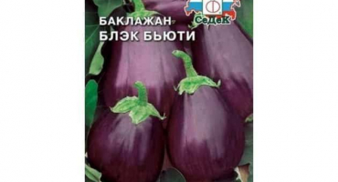 Popis odrůdy lilku black beauty, jeho vlastnosti a výnos